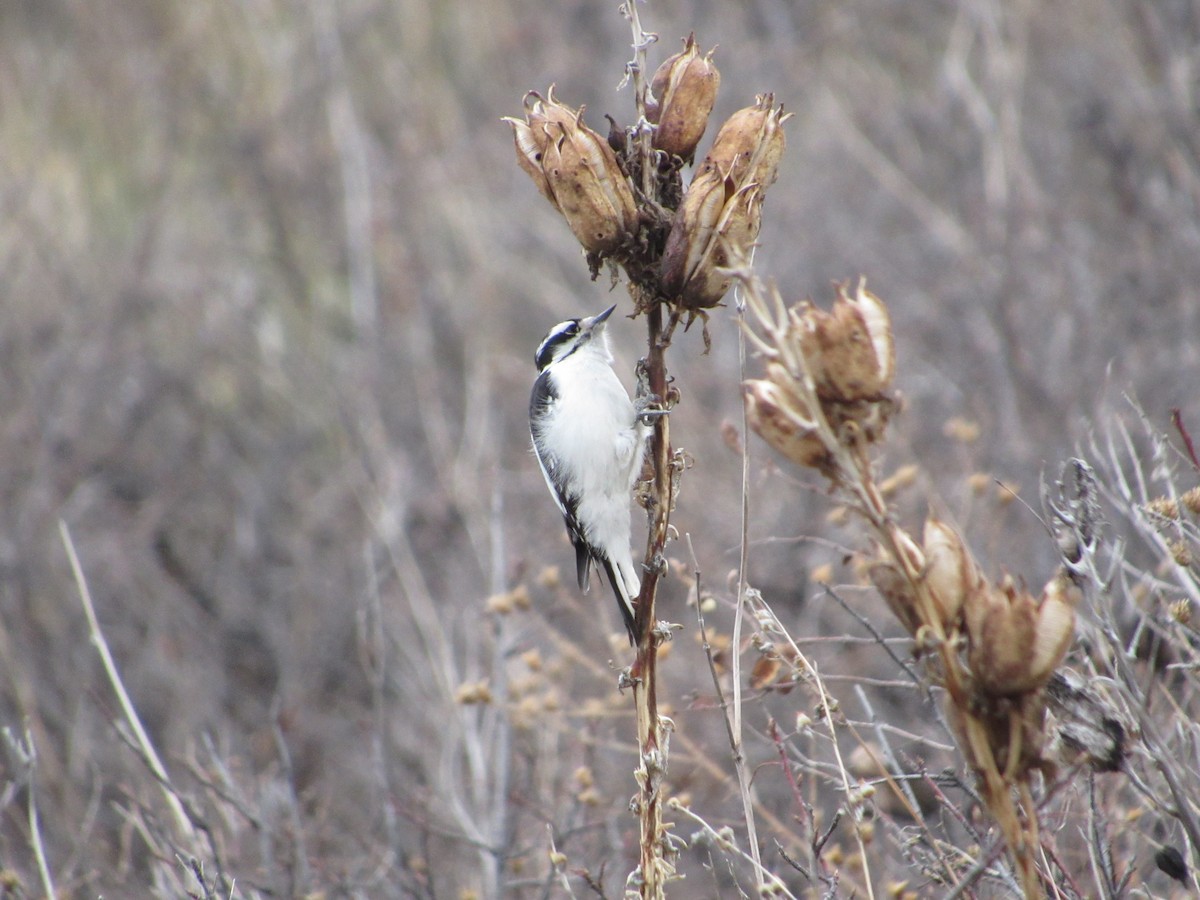 Downy Woodpecker - ML645748945