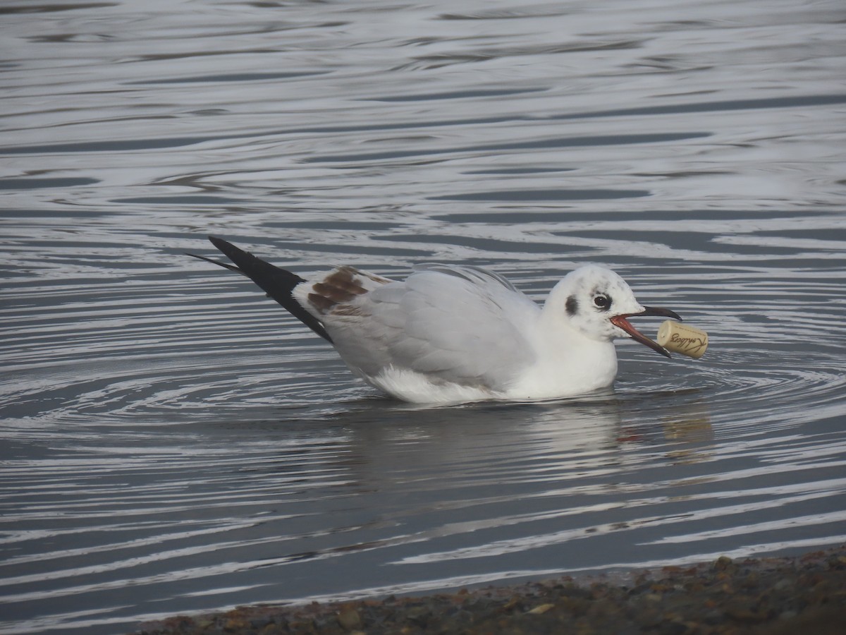 Andean Gull - ML645748957
