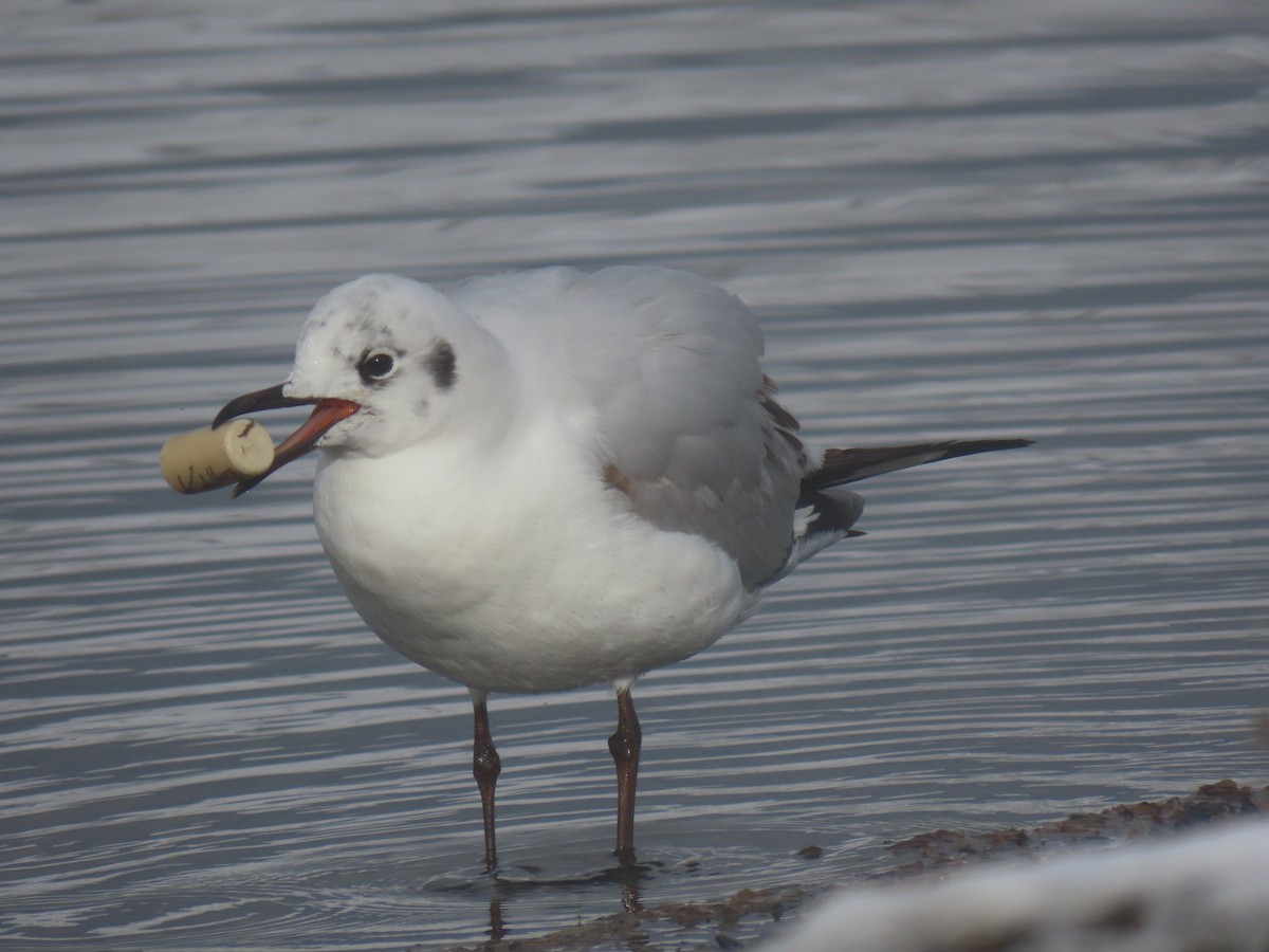 Andean Gull - ML645748958