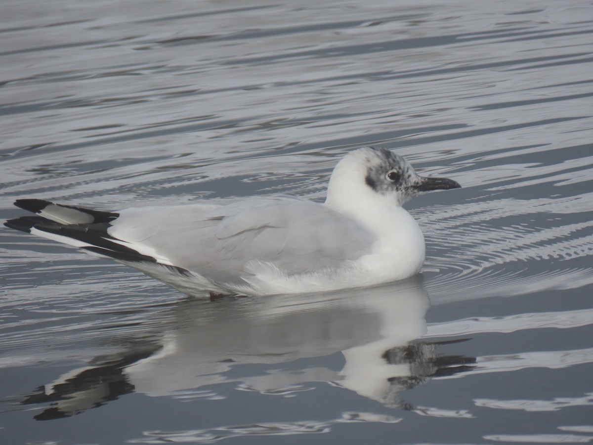 Andean Gull - ML645748959