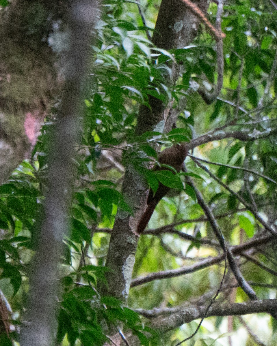 Trepatroncos Turdino - ML645748963