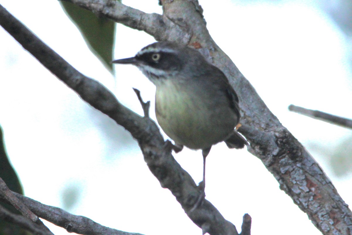 White-browed Scrubwren - ML645748964