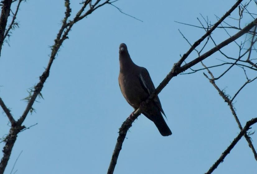 Paloma Picazuró - ML645748965