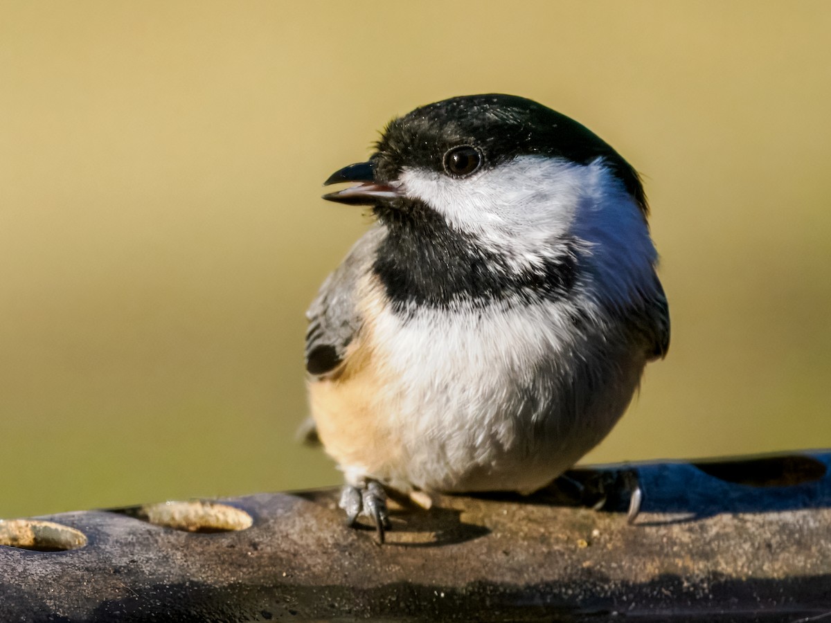 Black-capped Chickadee - ML645748974