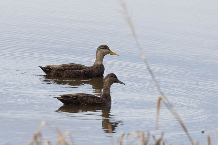 American Black Duck - ML645748976