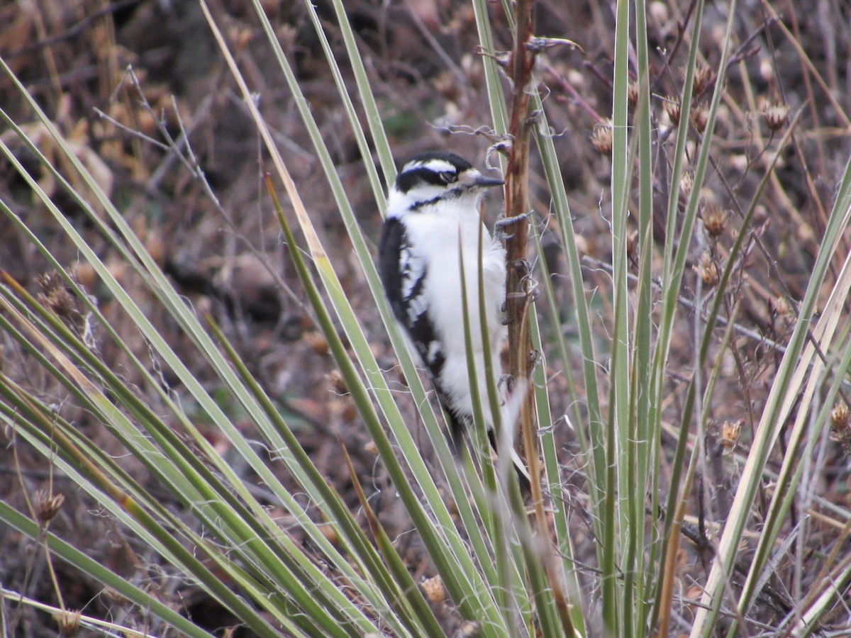 Downy Woodpecker - ML645748979