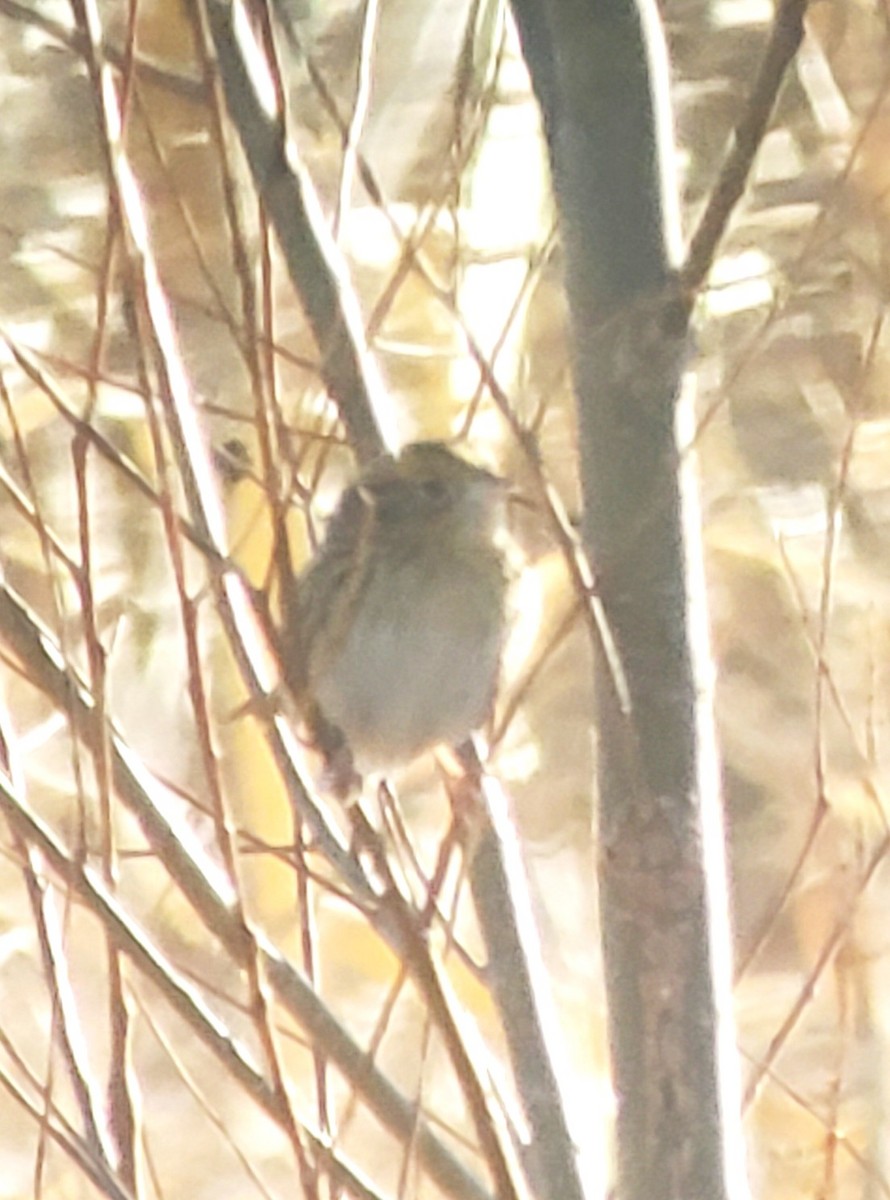 LeConte's Sparrow - ML645748981