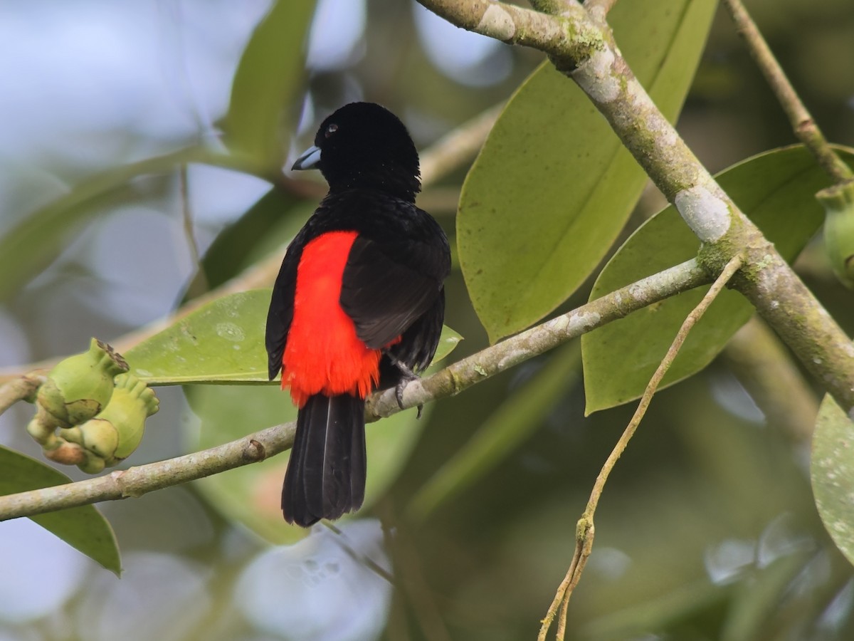 Scarlet-rumped Tanager - ML645748983