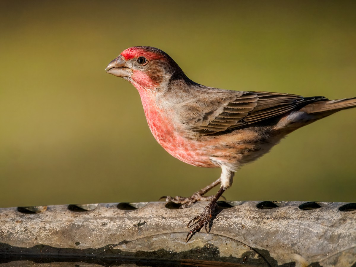 House Finch - ML645748987