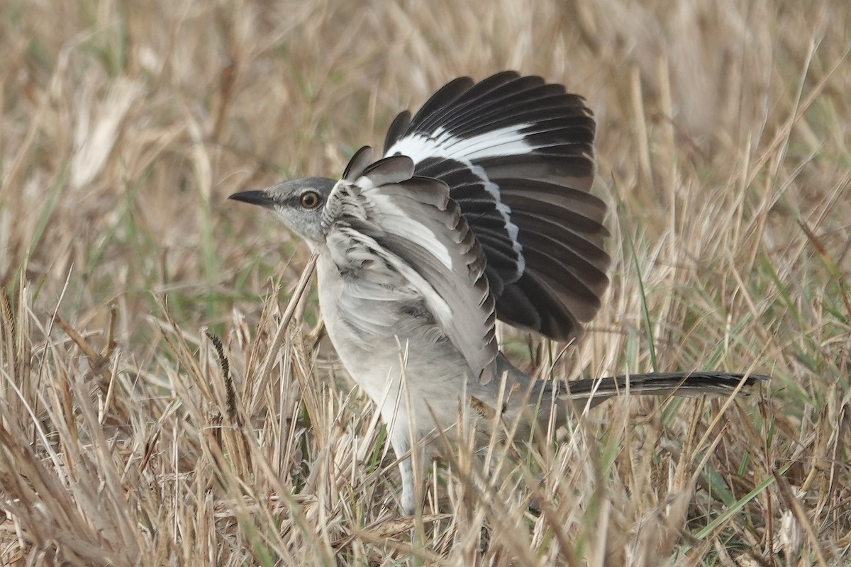 Northern Mockingbird - ML645748995