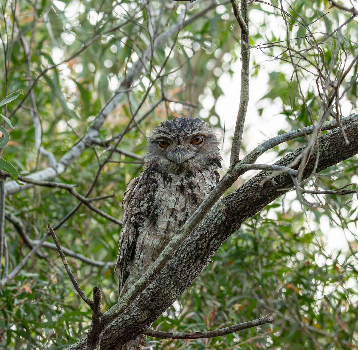 Tawny Frogmouth - ML645748998