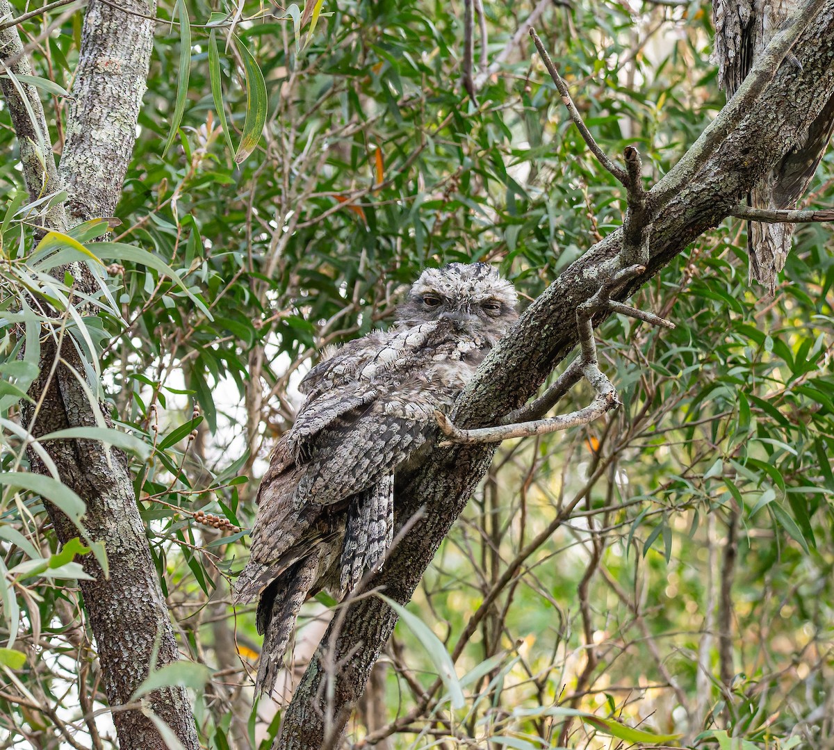 Tawny Frogmouth - ML645748999