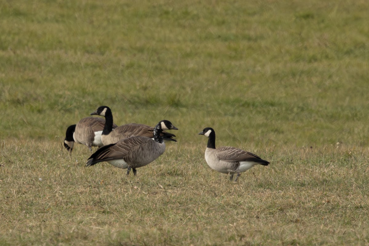 Cackling Goose - ML645749006