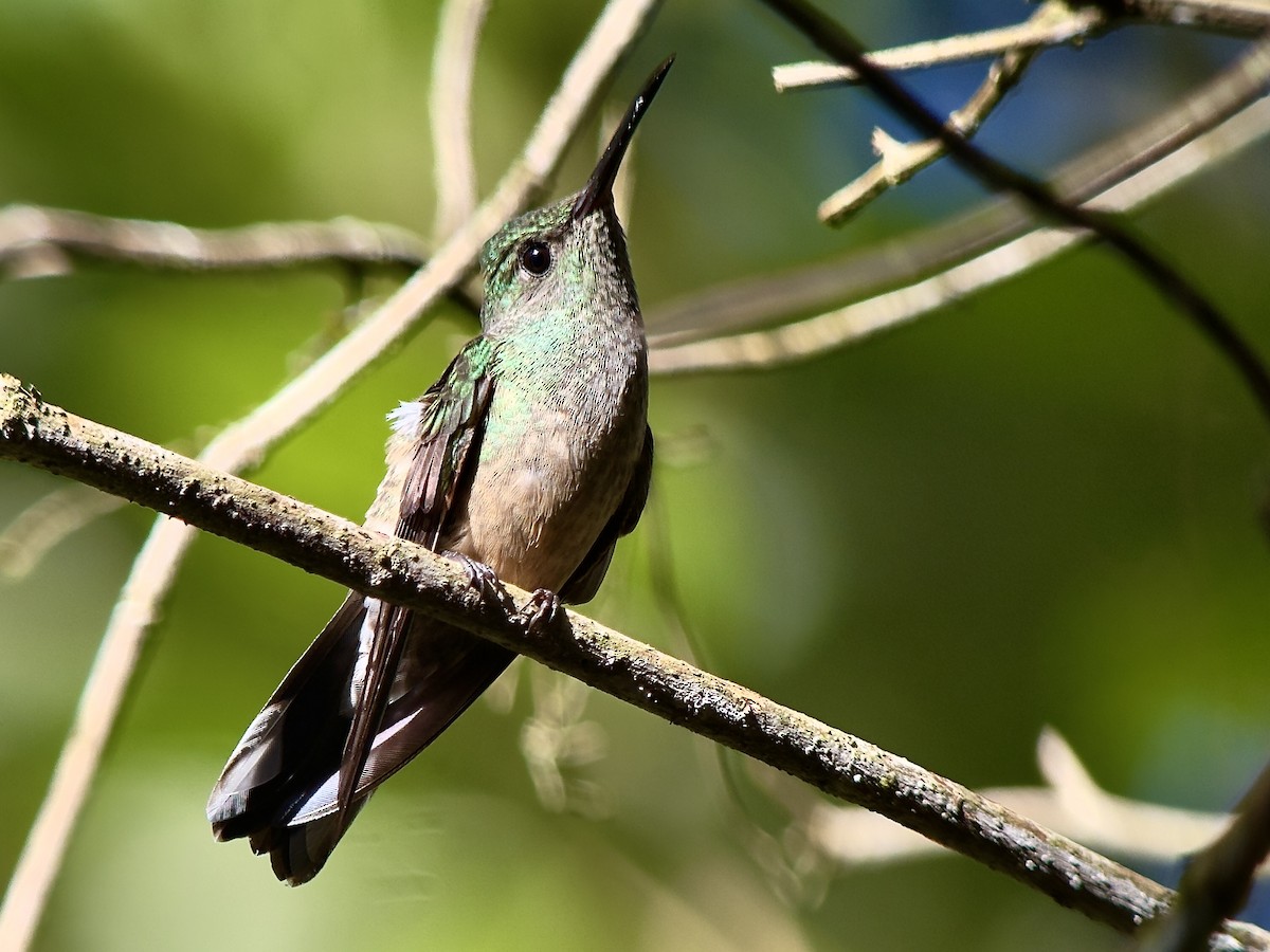 Чешуйчатогрудый саблекрыл - ML645749011