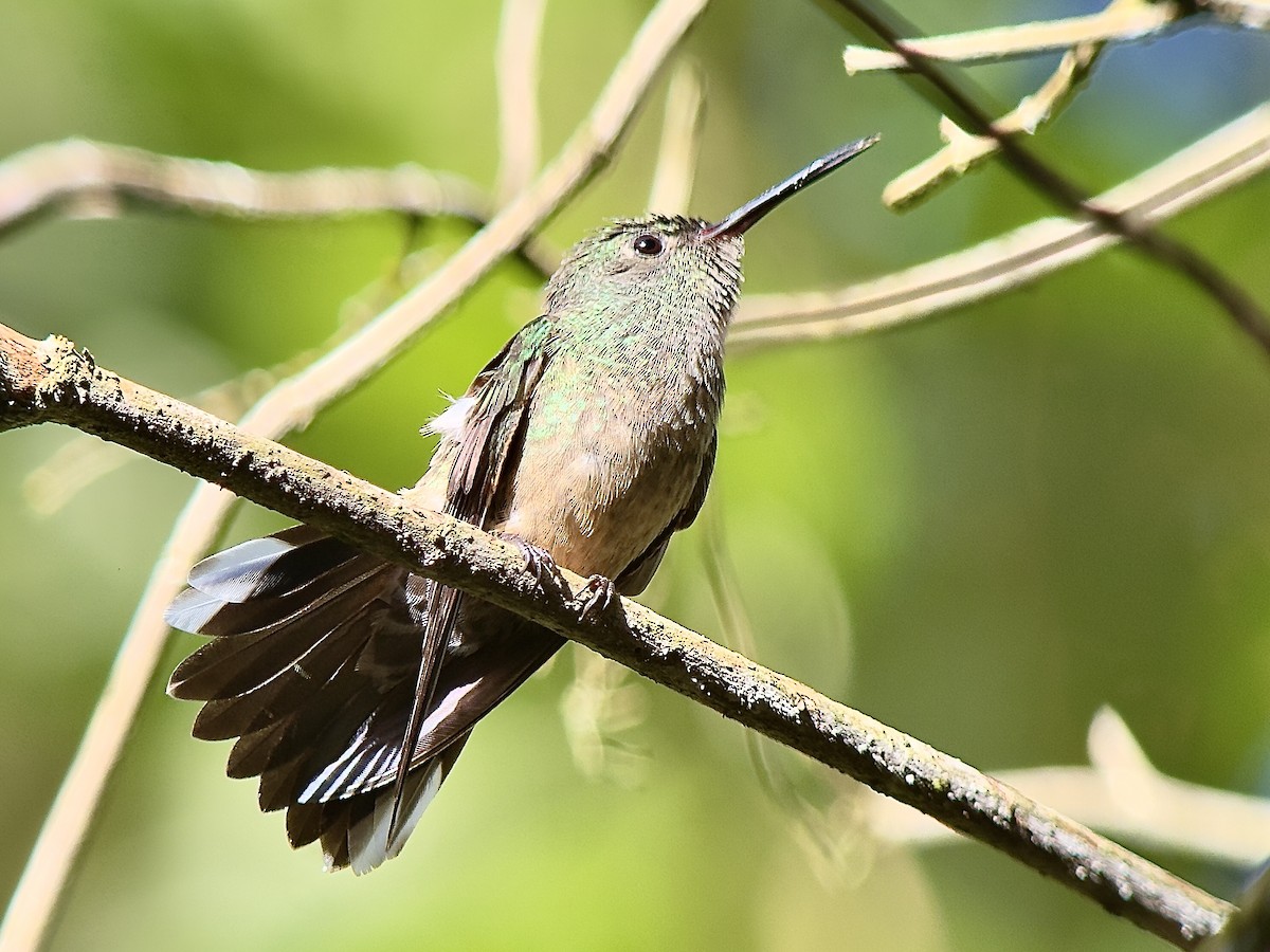 Чешуйчатогрудый саблекрыл - ML645749012