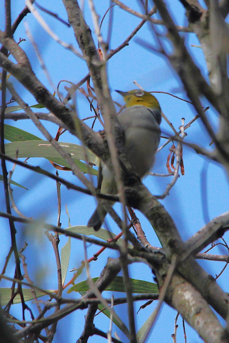Silvereye - ML645749015