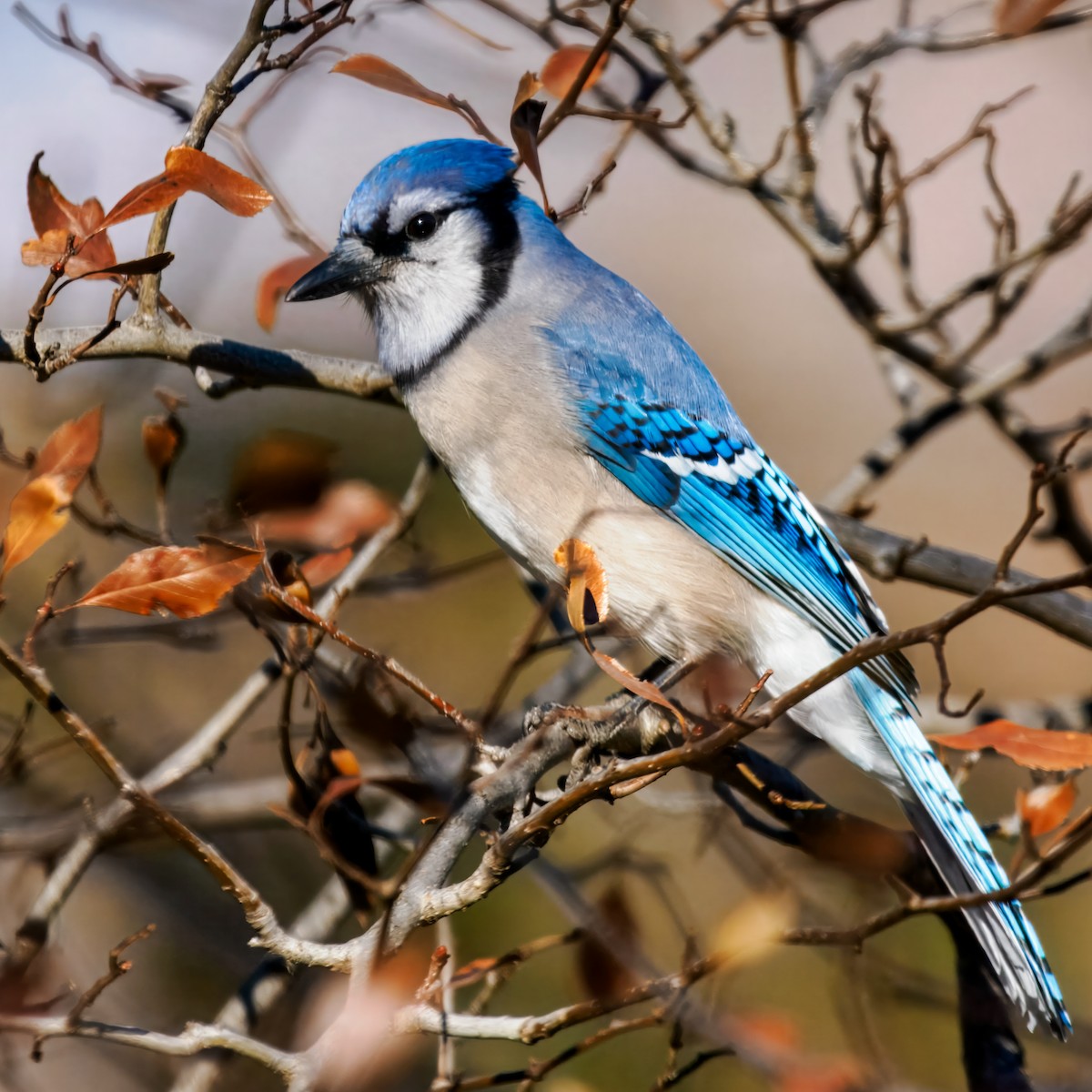 Blue Jay - ML645749018