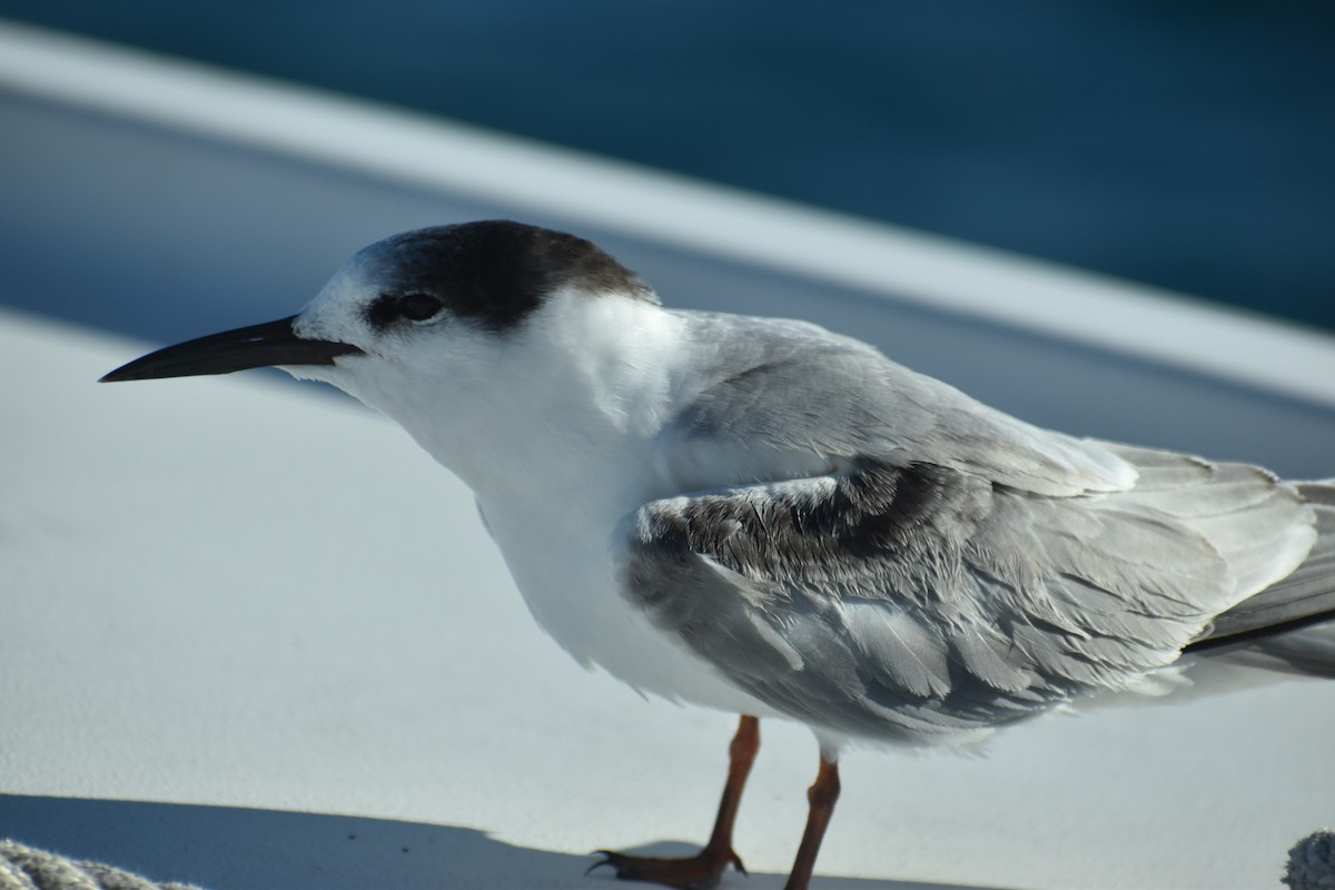 Common Tern - ML645749033