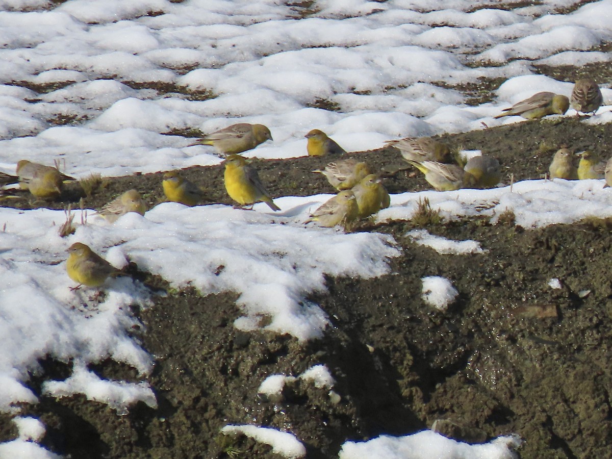 キゴシキンノジコ - ML645749038