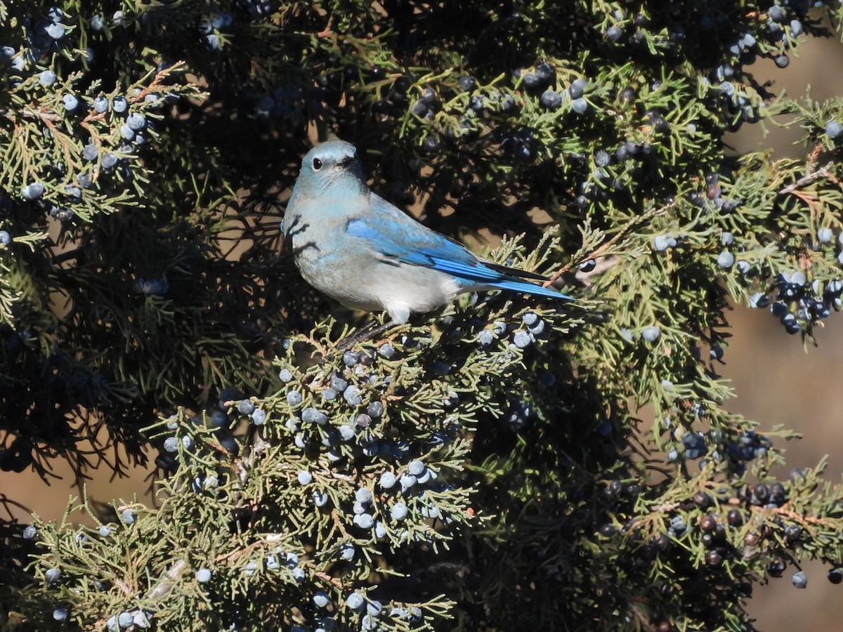Mountain Bluebird - ML645749052