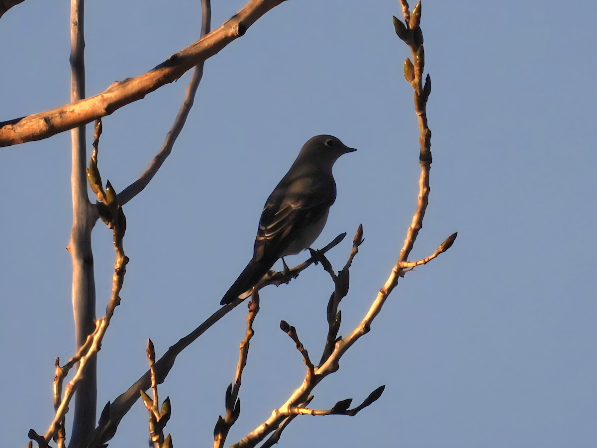 Townsend's Solitaire - ML645749057