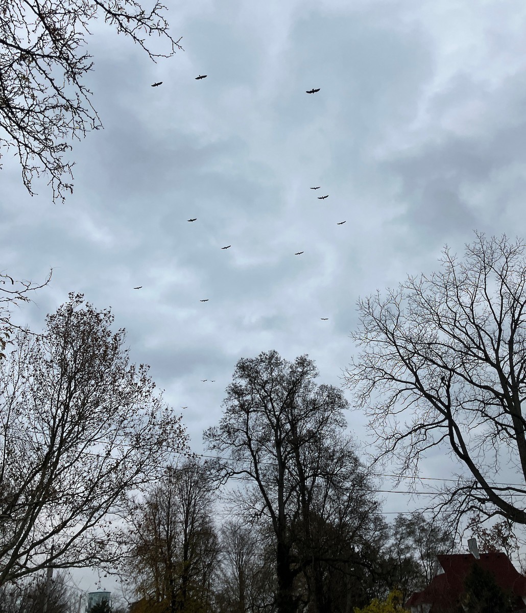 Turkey Vulture - ML645749060