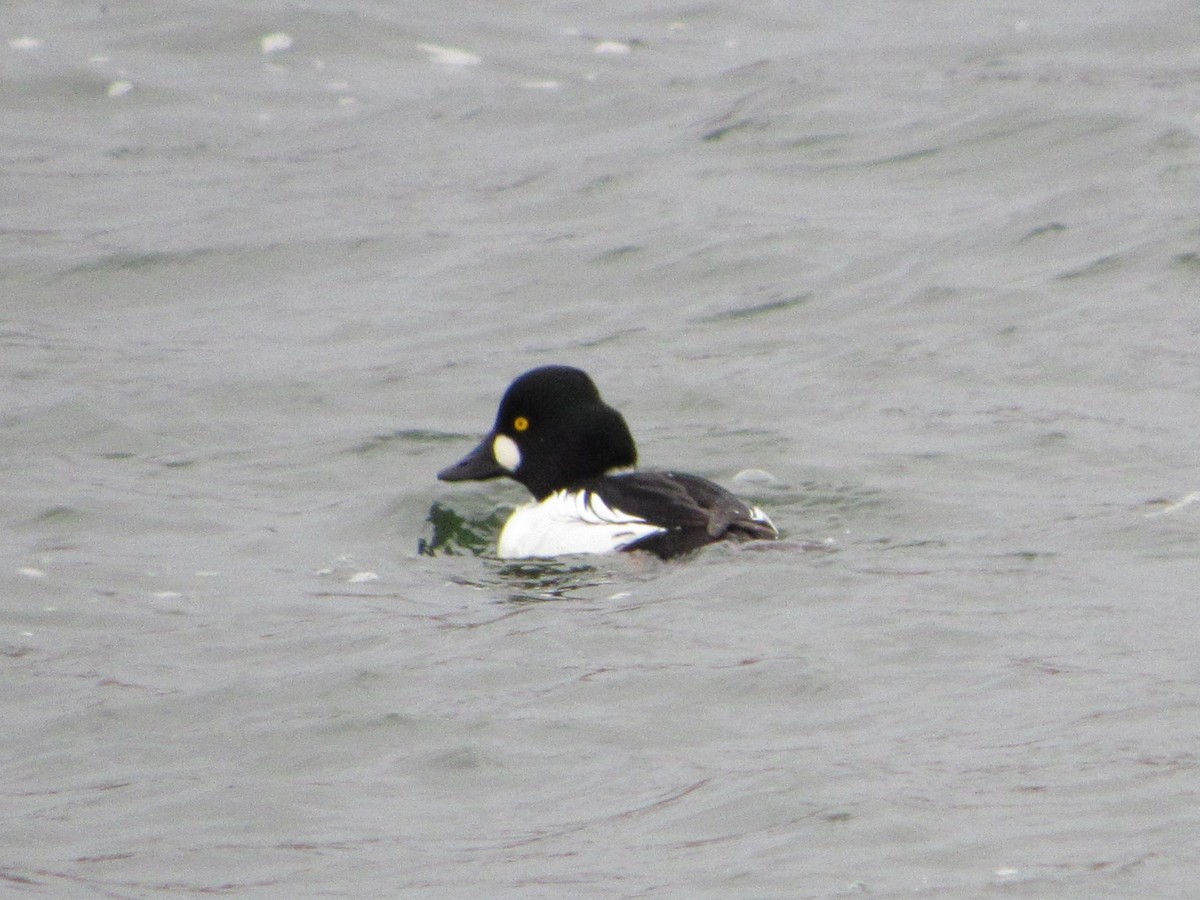 鵲鴨 - ML645749062