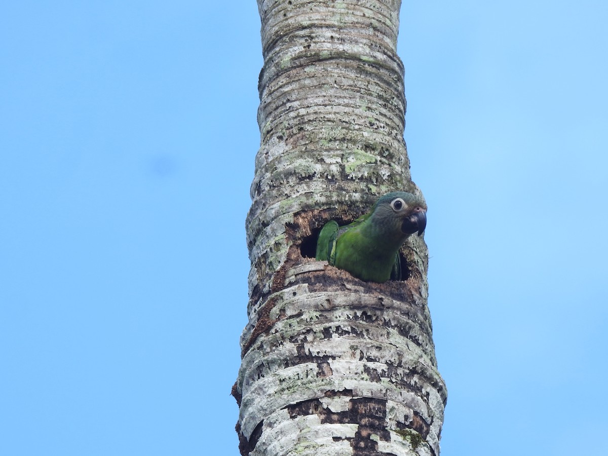 Dusky-headed Parakeet - ML645749063