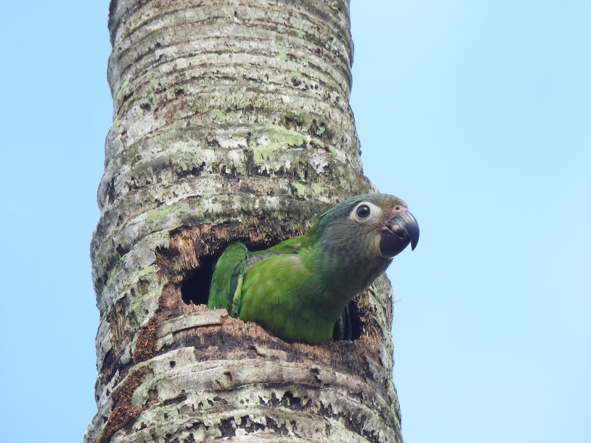 Dusky-headed Parakeet - ML645749064