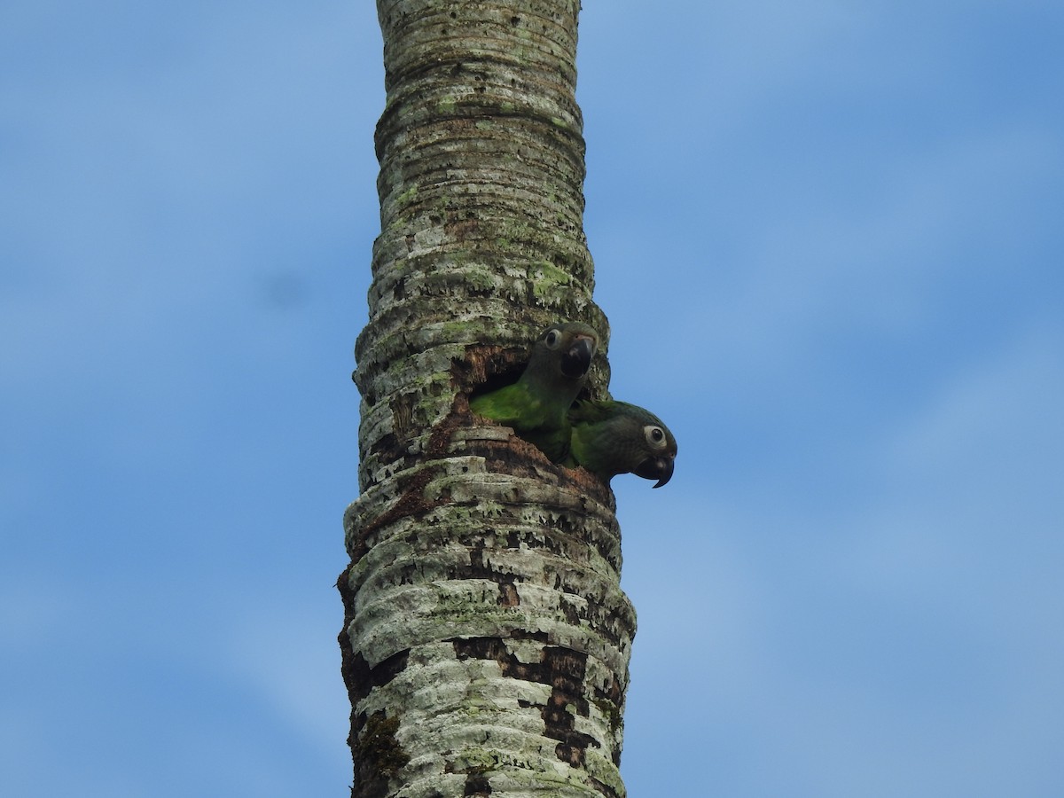 Dusky-headed Parakeet - ML645749065