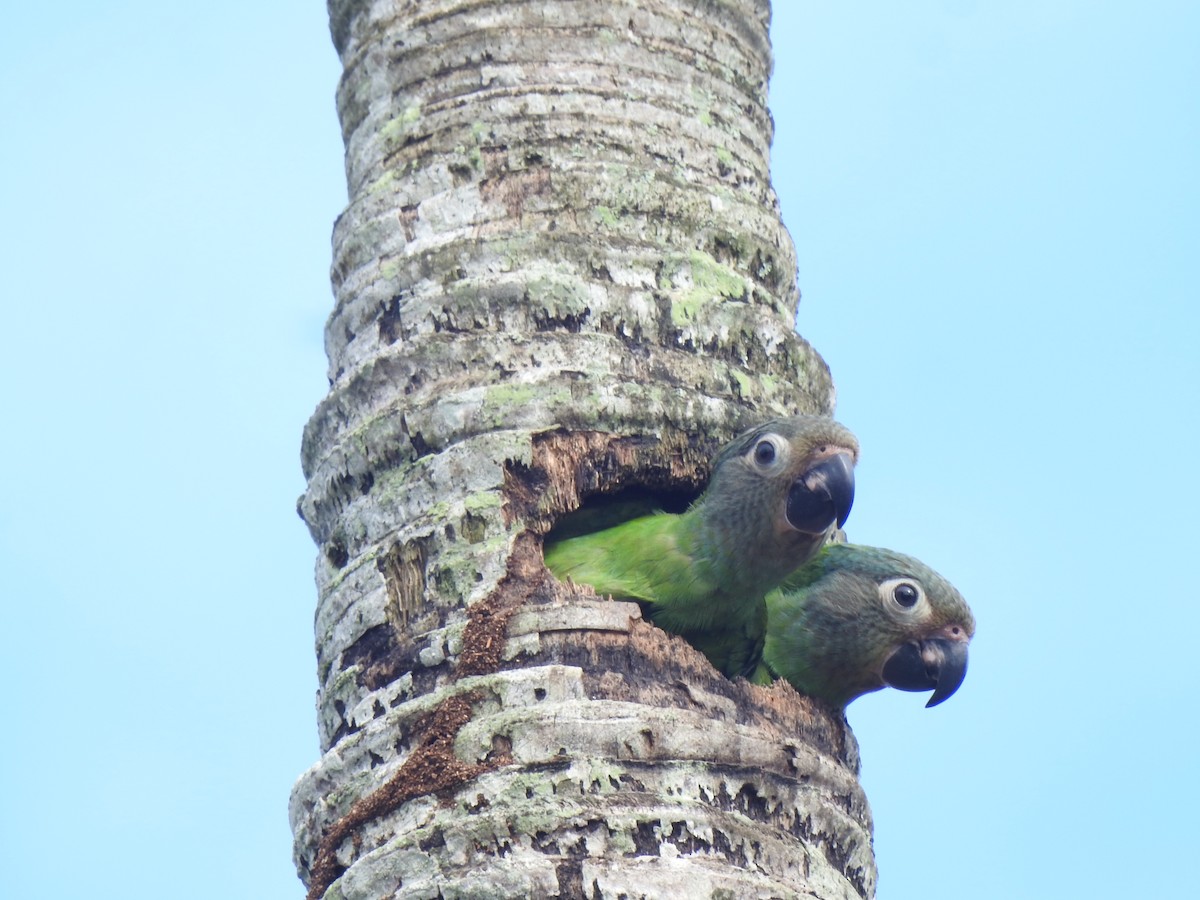 Dusky-headed Parakeet - ML645749066