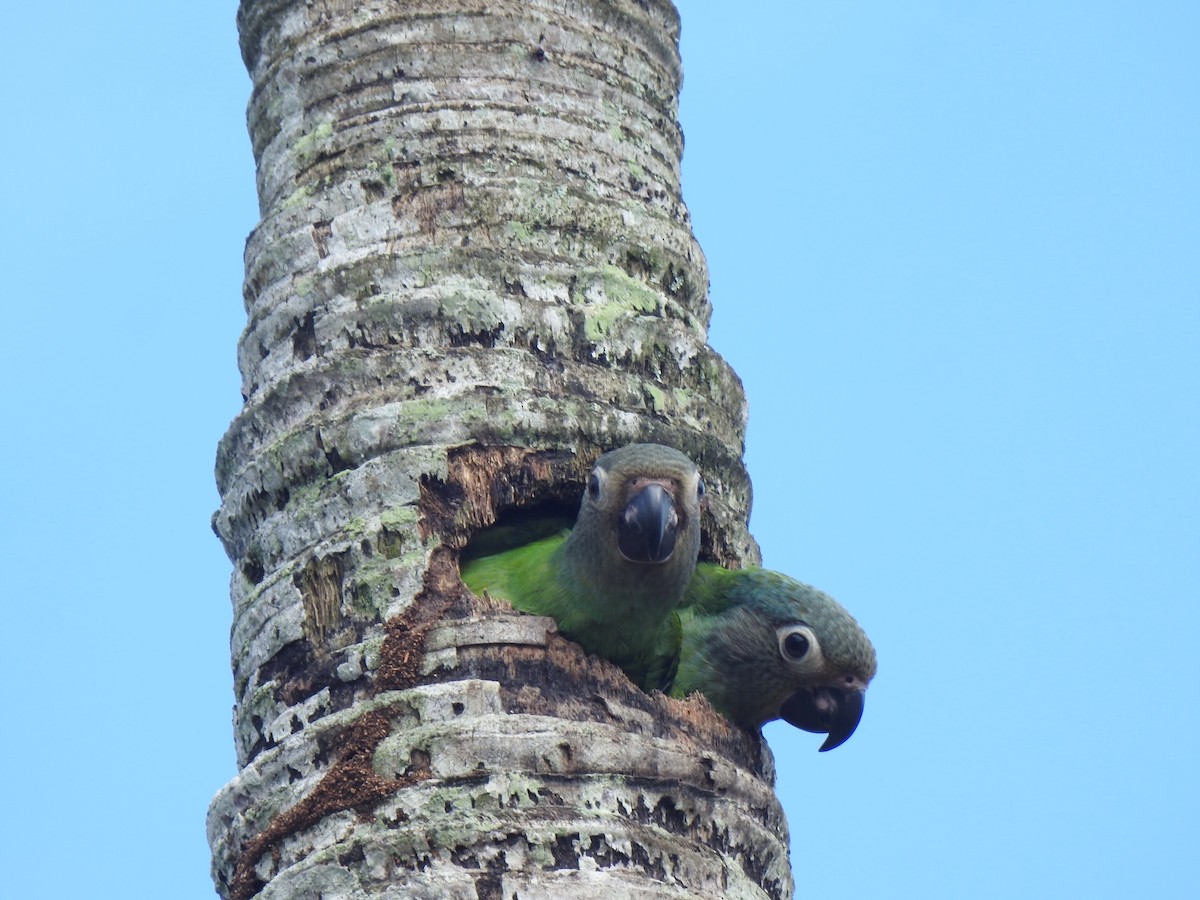 Dusky-headed Parakeet - ML645749067