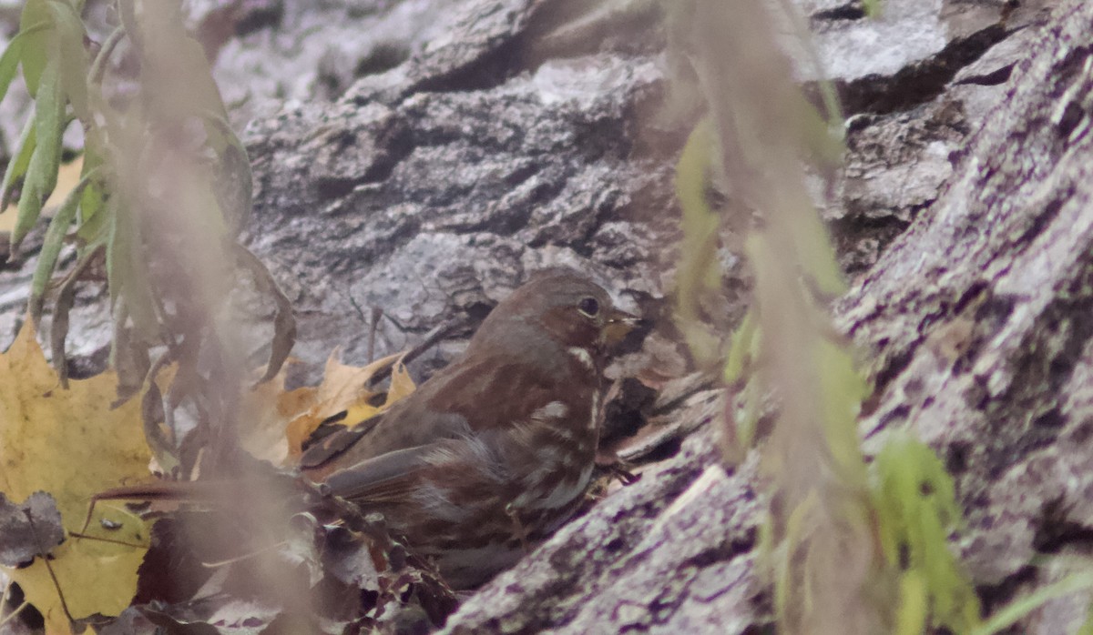 strnadec kaštanový - ML645749073