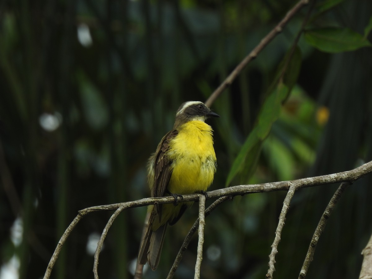 Sosyal Tiran - ML645749074