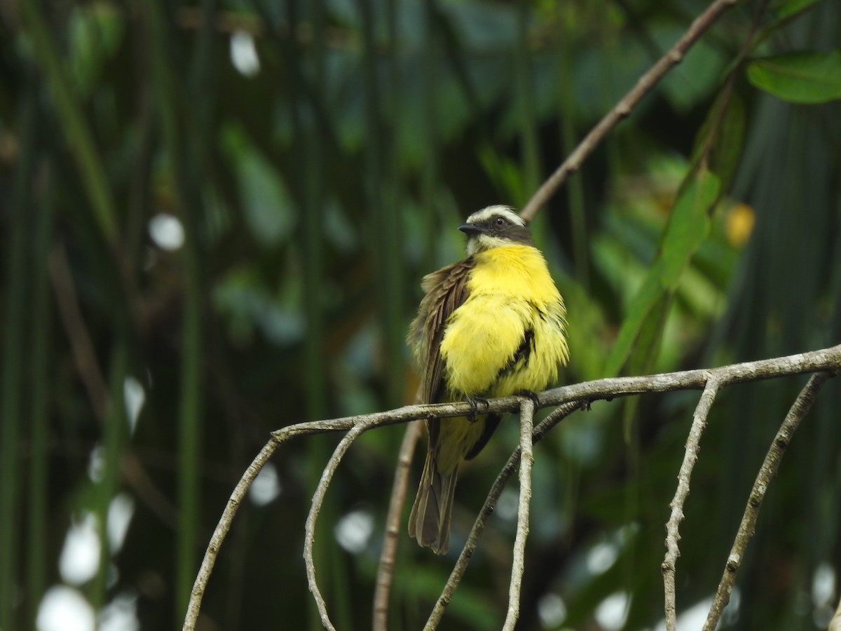 Sosyal Tiran - ML645749075