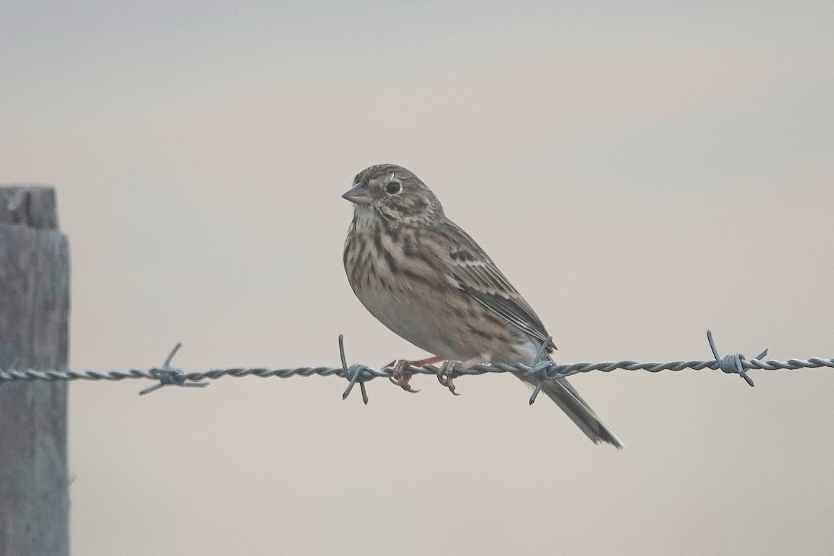 Vesper Sparrow - ML645749077