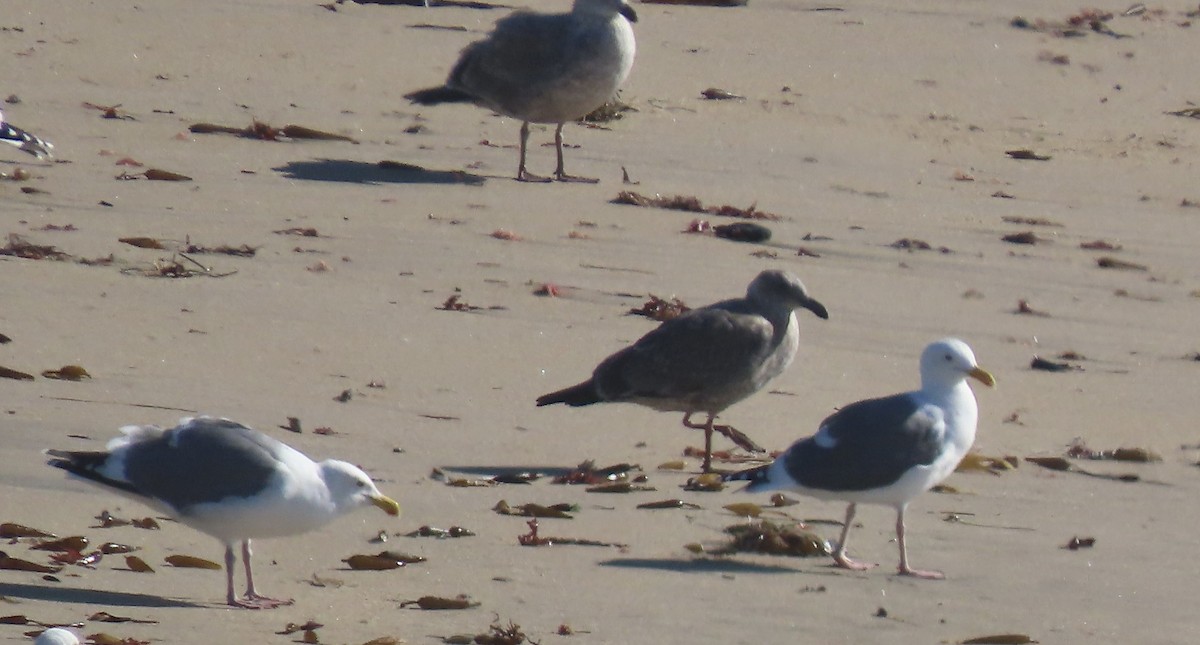 アメリカオオセグロカモメ - ML645749078