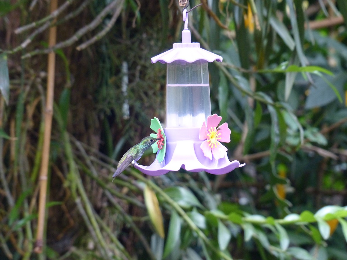 Versicolored Emerald - ML645749079