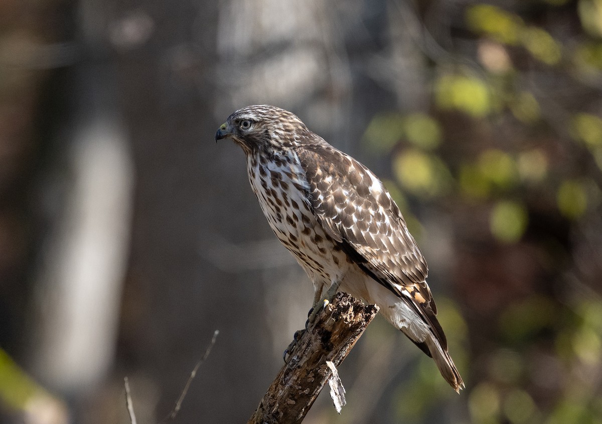 Red-shouldered Hawk - ML645749098