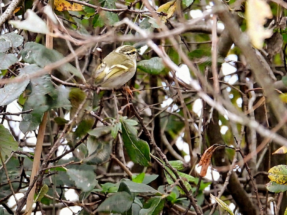 Luì di Pallas - ML645749099