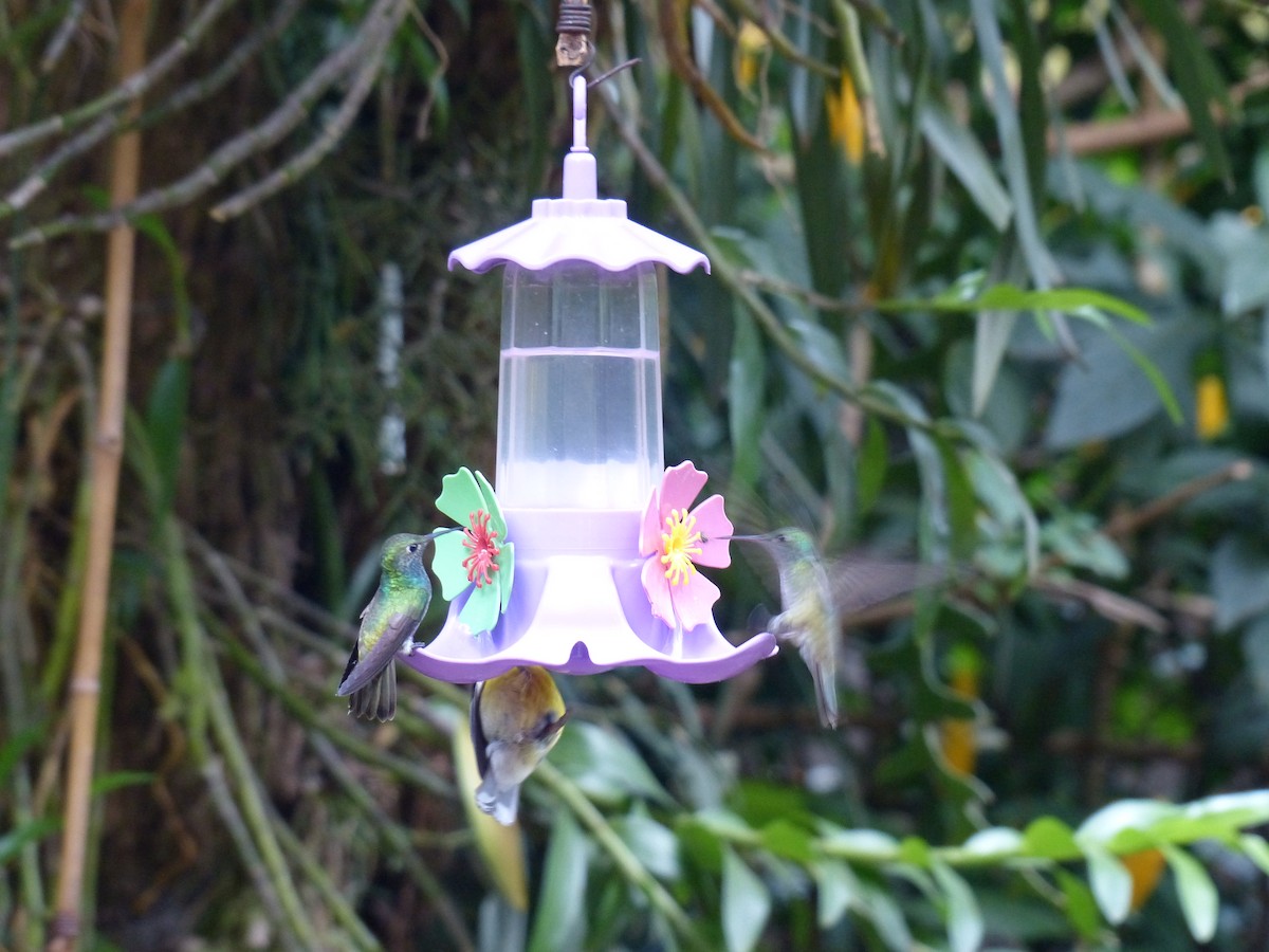 Versicolored Emerald - ML645749106