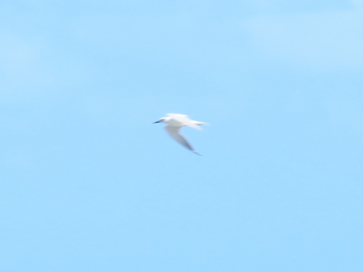 Gull-billed Tern - ML645749107