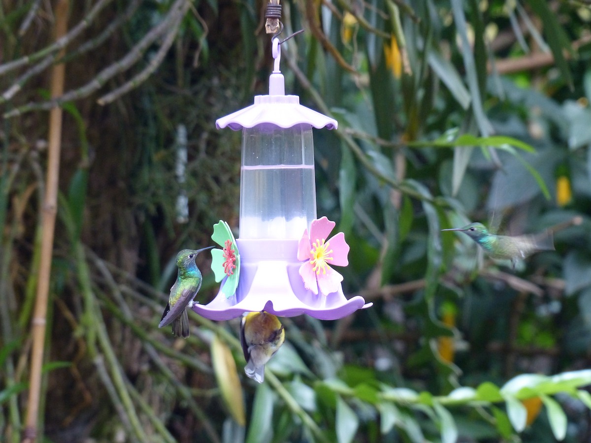 Versicolored Emerald - ML645749112