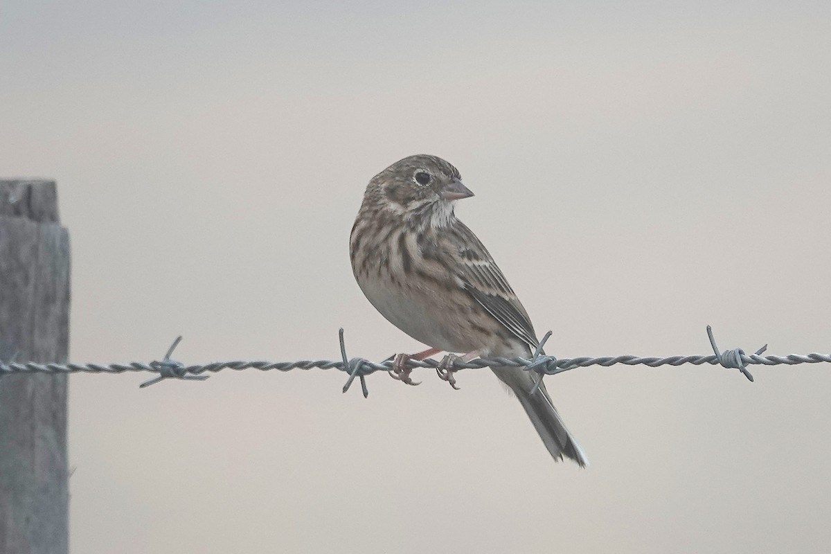 Vesper Sparrow - ML645749116