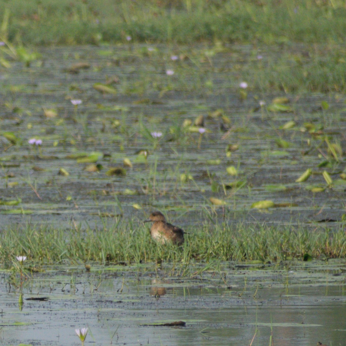 Eurasian Wigeon - ML645749118