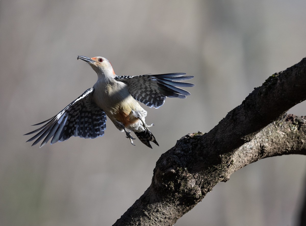 Red-bellied Woodpecker - ML645749122
