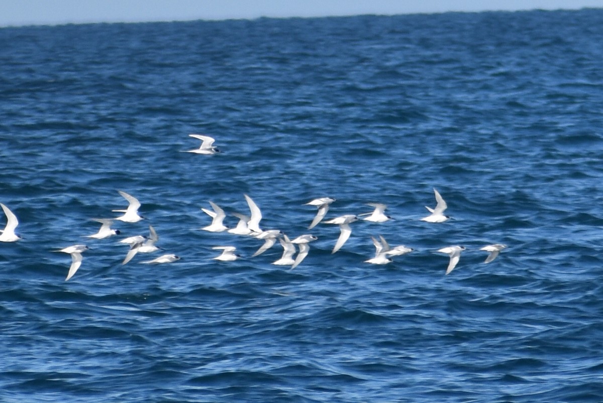 Common Tern - ML645749127