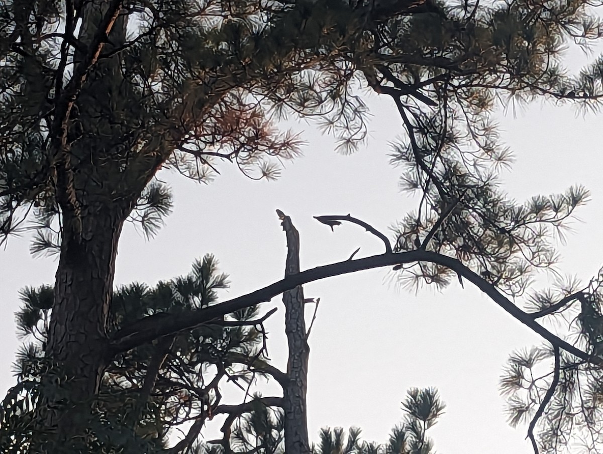 American Kestrel - ML645749130