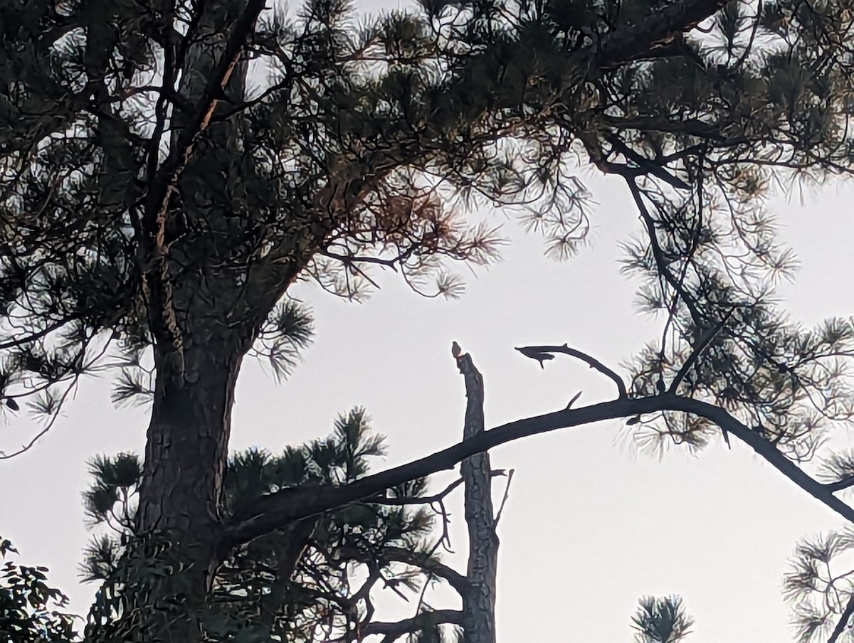 American Kestrel - ML645749131