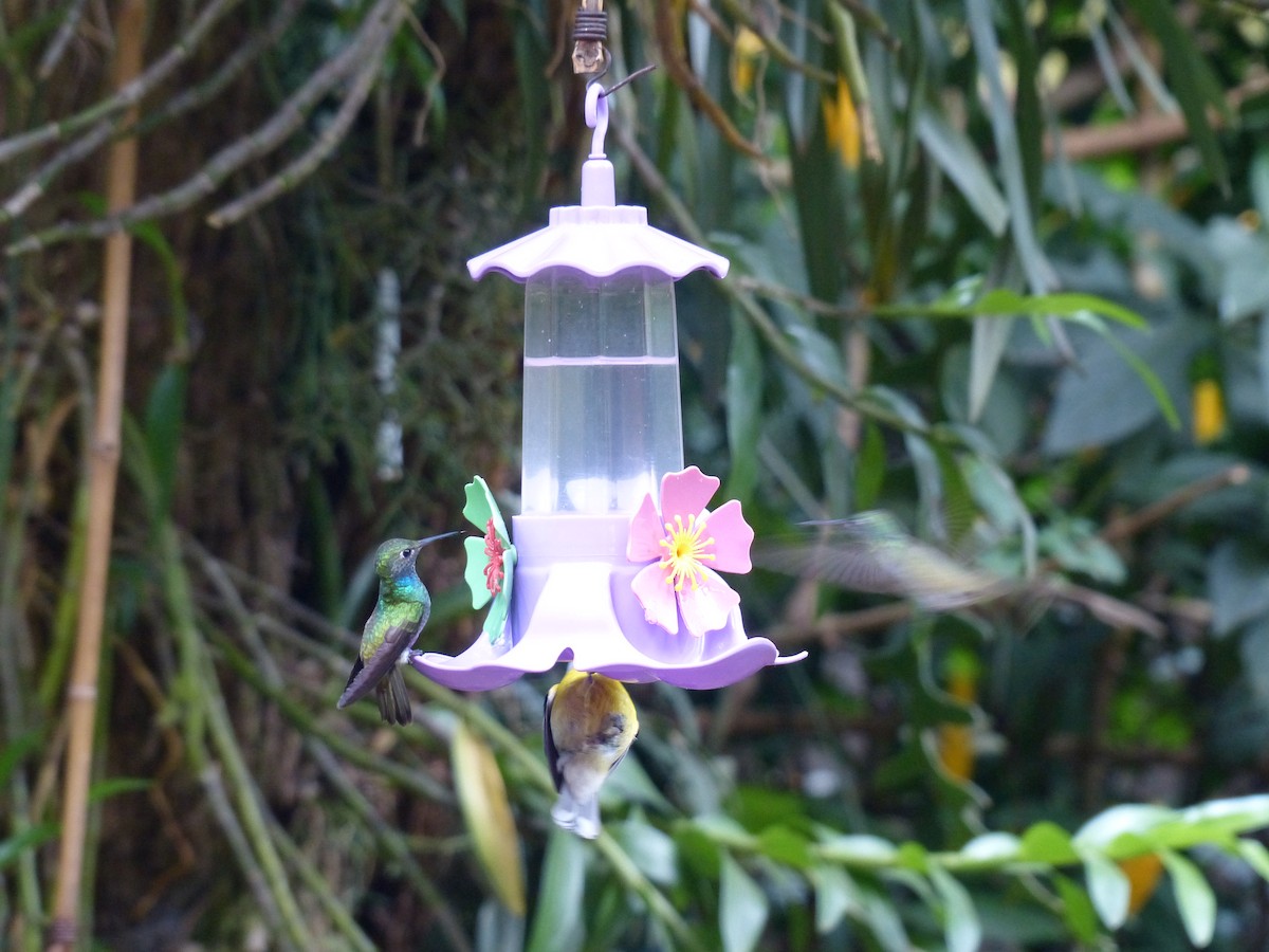 Versicolored Emerald - ML645749134